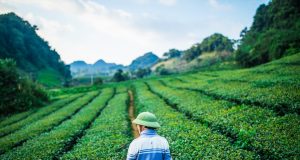 Explore and embrace: Vietnam’s green tours