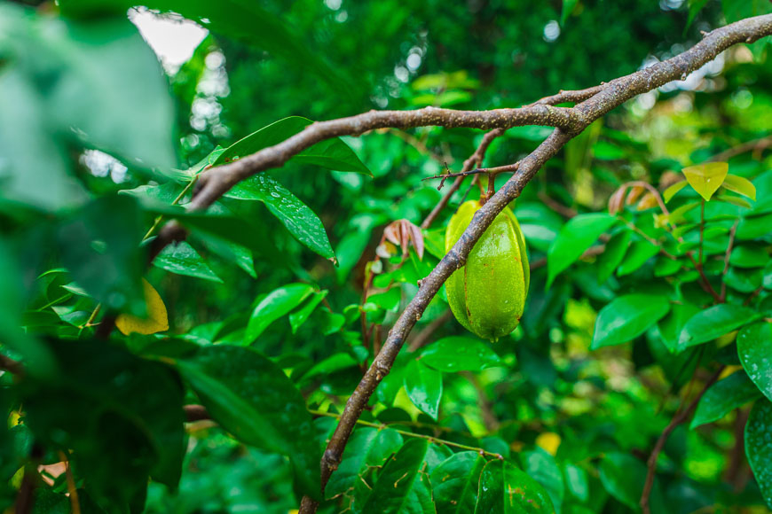 fruits Vietnam Travel