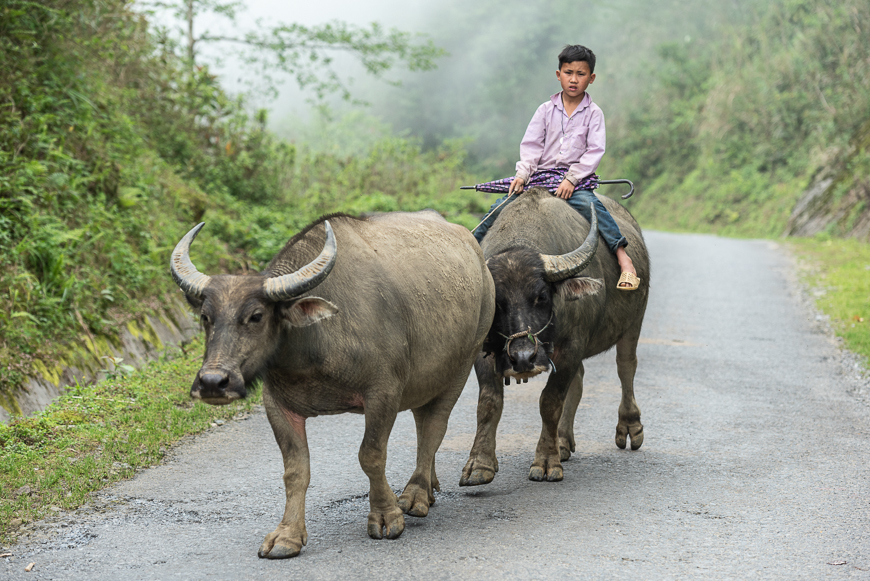 Buffalo and boy in Pu Luong