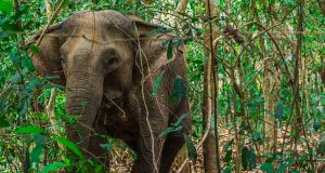 Discovering Dak Lak province