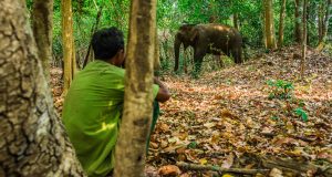 Vietnam’s first ethical elephant experience