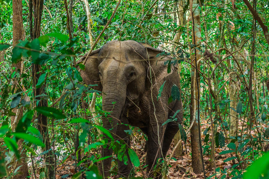 vietnam elephant touring