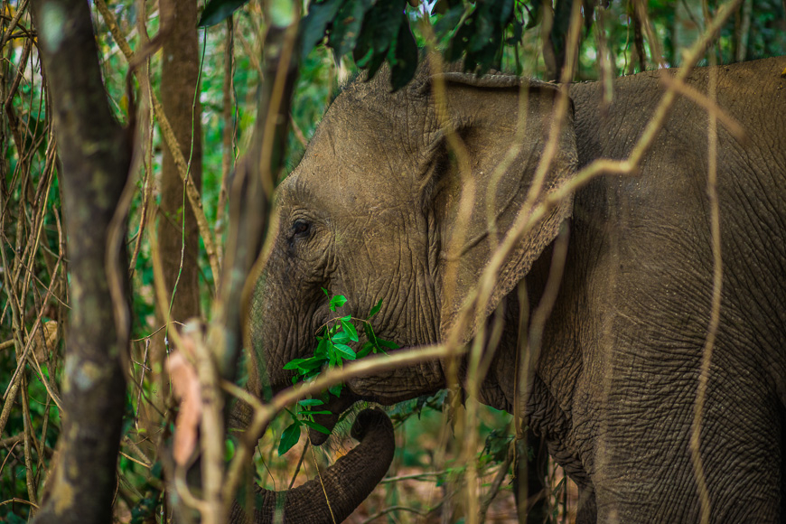 sustainable elephant tour vietnam