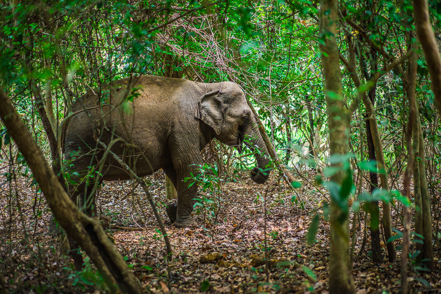 elephant tour vietnam