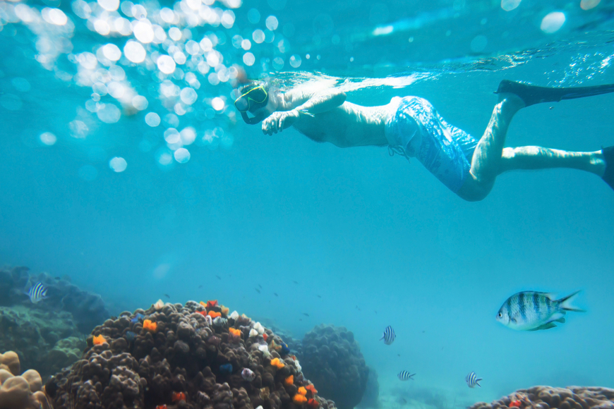 Snorkel and Dive to Explore Coral Reefs